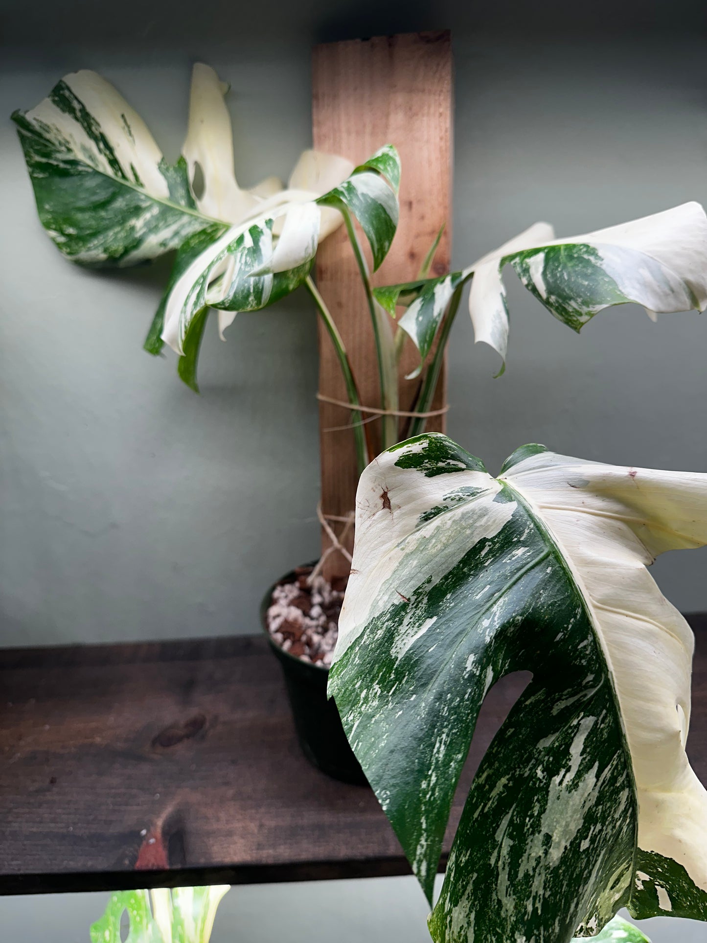 Monstera Borsigiana Albo