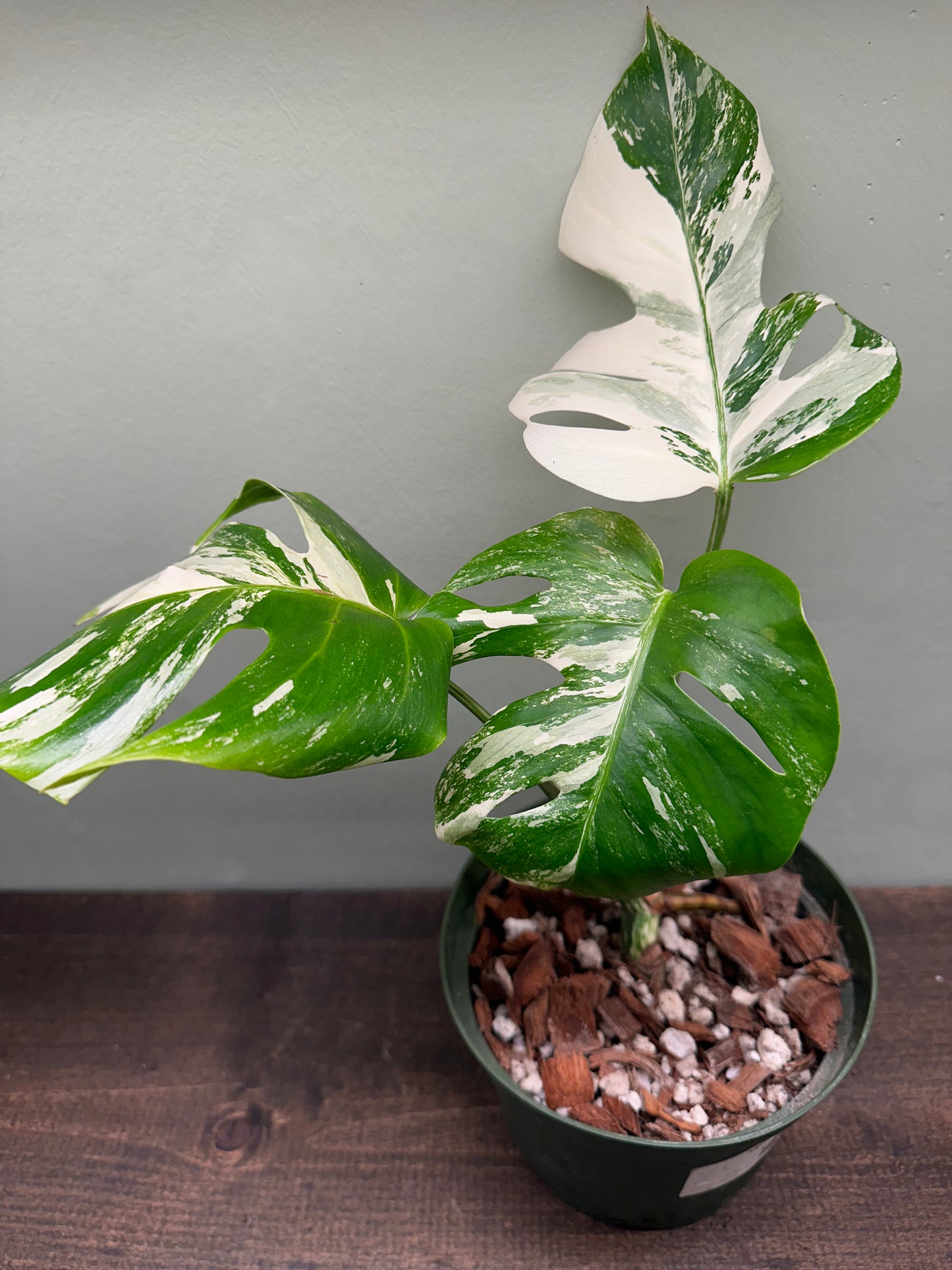 Monstera Borsigiana Albo