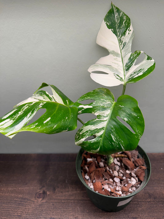 Monstera Borsigiana Albo