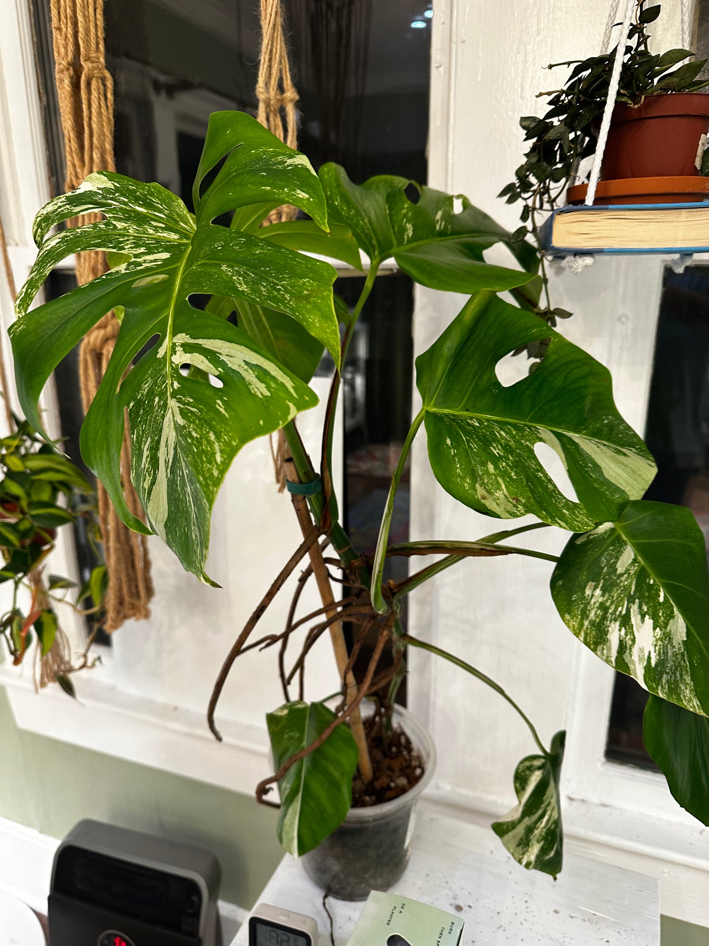 Monstera Borsigiana Albo