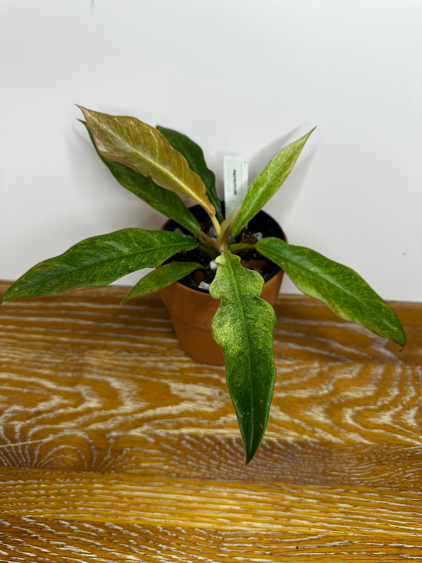 Philodendron Pluto Variegated