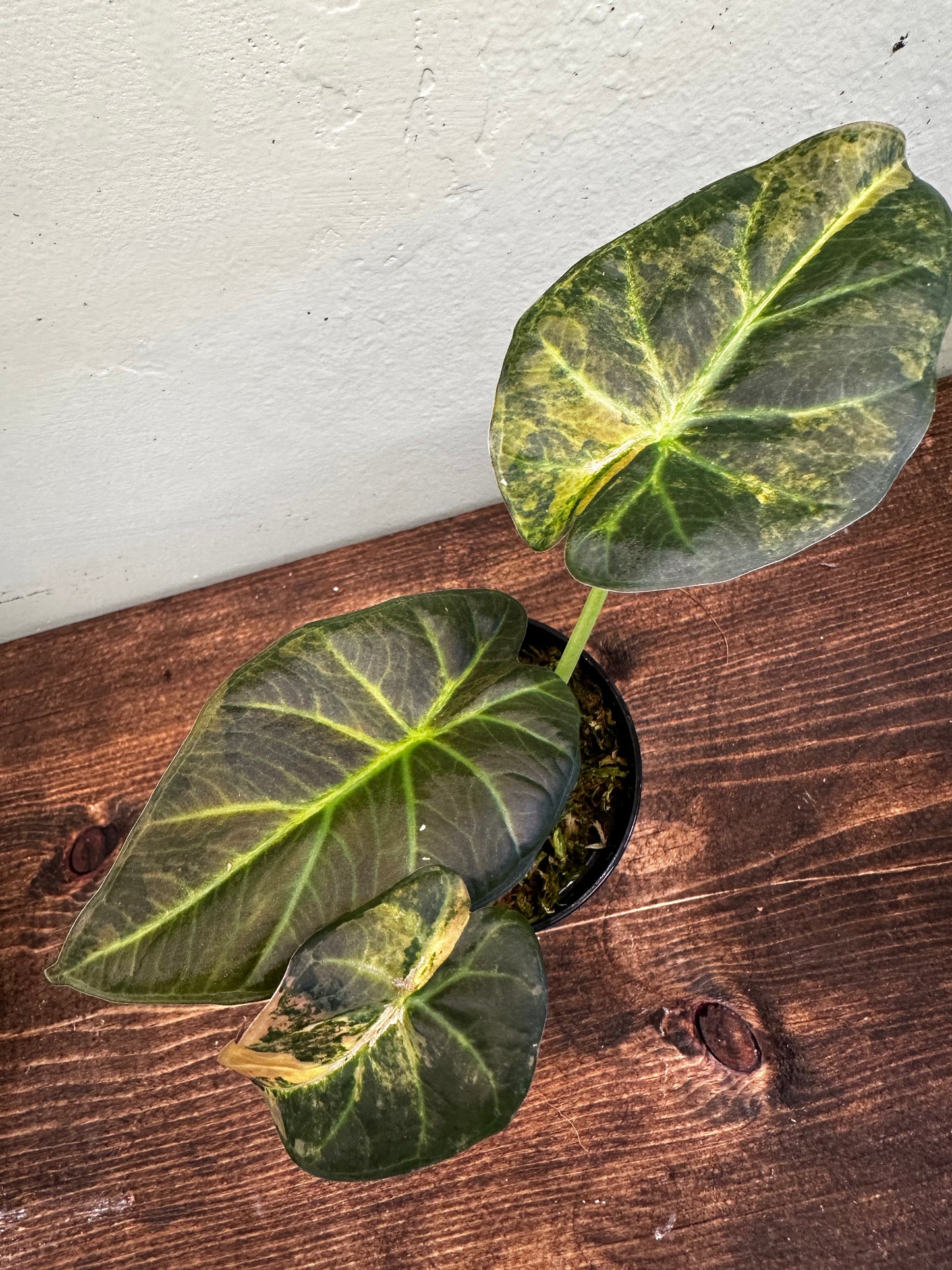 Alocasia Regal Shield Aurea