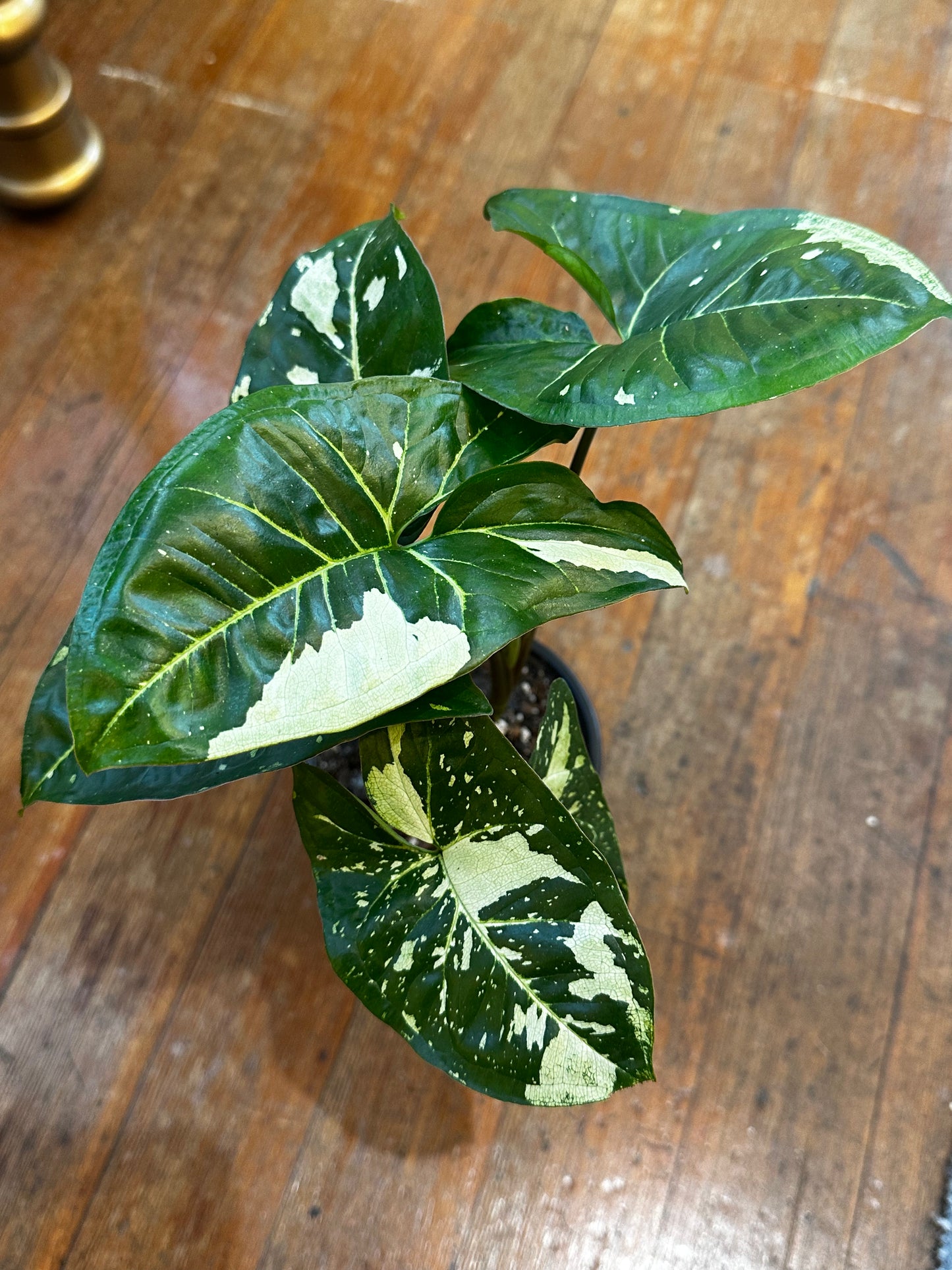 Syngonium Panda Galaxy