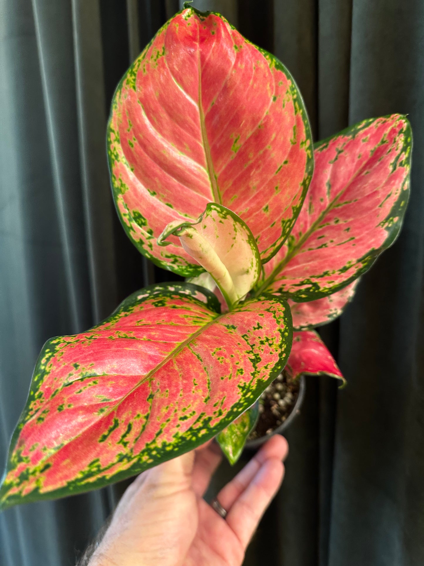 Aglaonema Diamond Red