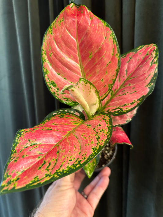 Aglaonema Diamond Red