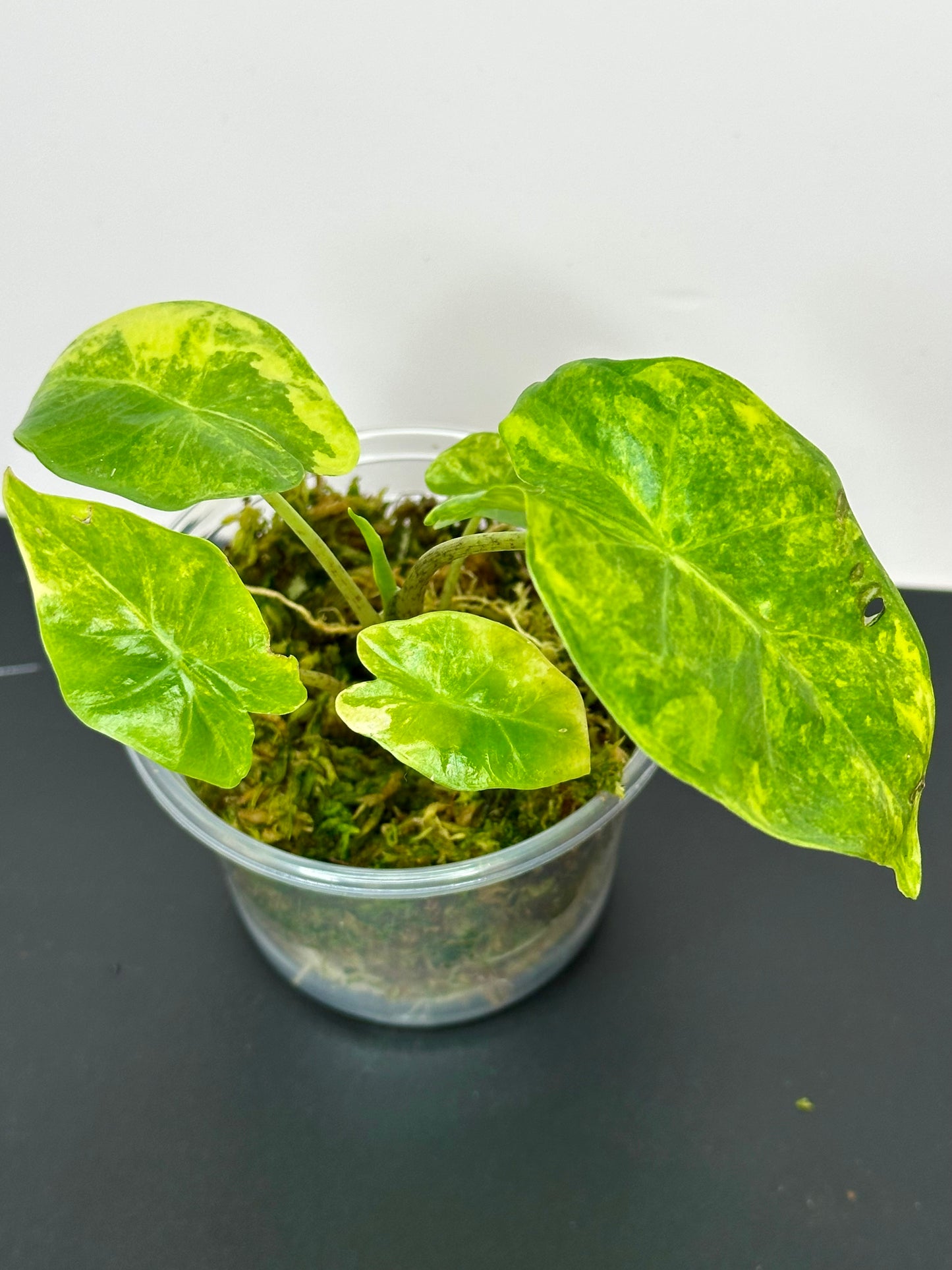 Alocasia Portora Aurea