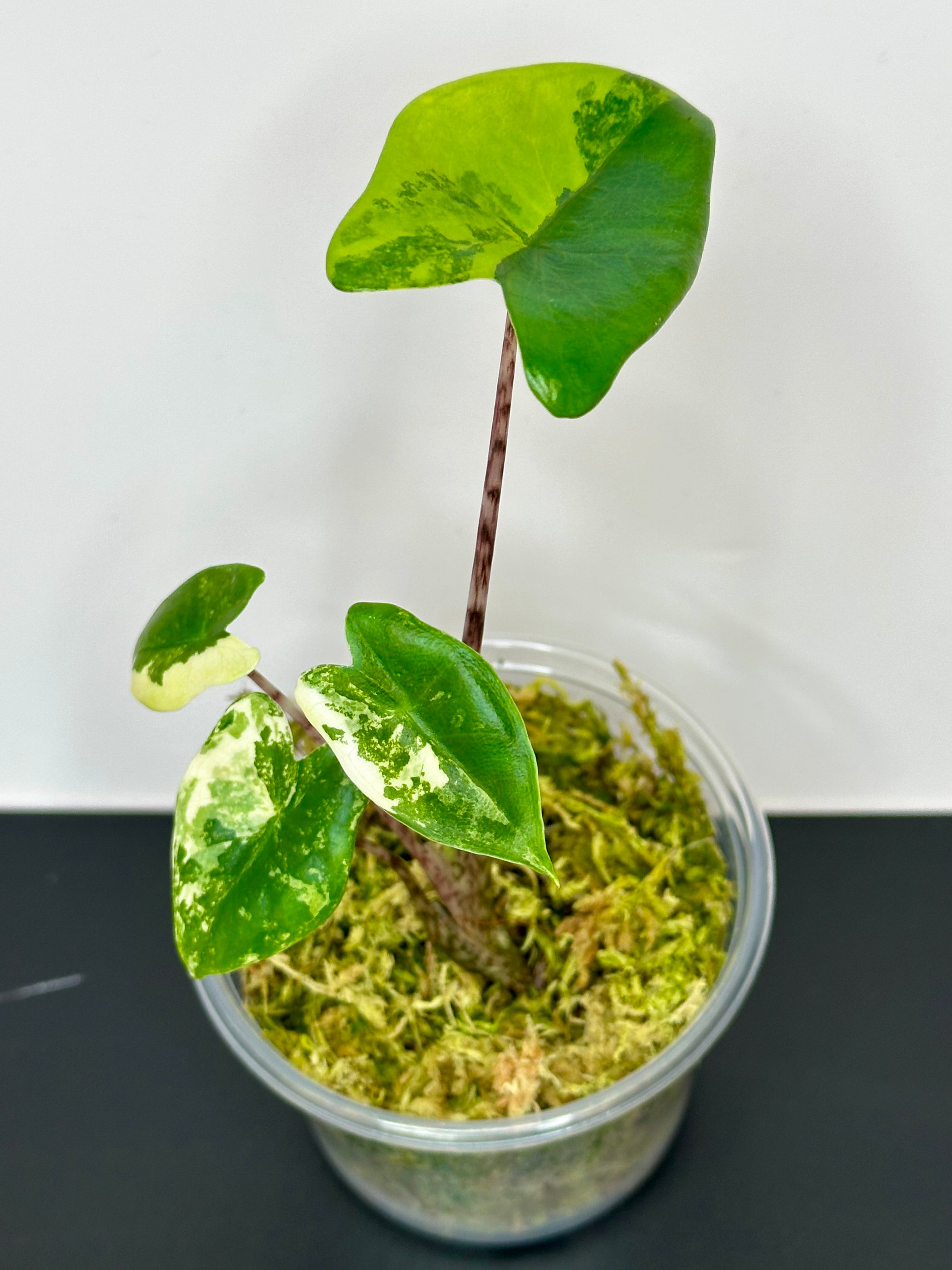 Alocasia Zebrina Aurea – Cozy Corner Plants