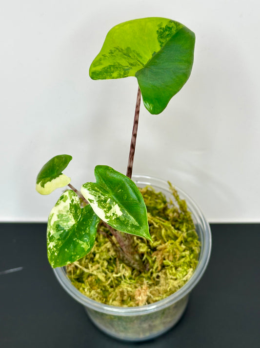 Alocasia Zebrina Aurea