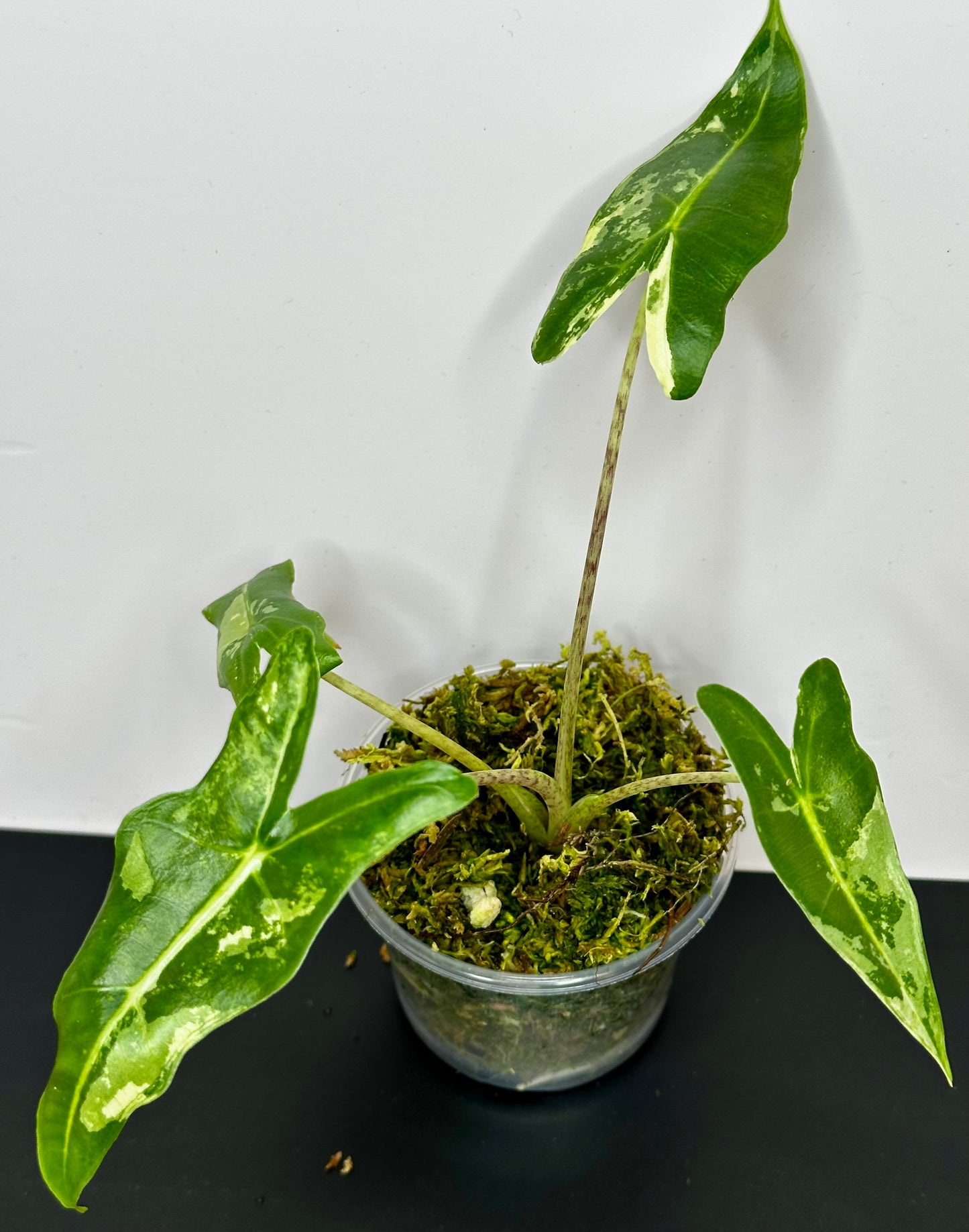 Alocasia Sarian Albo