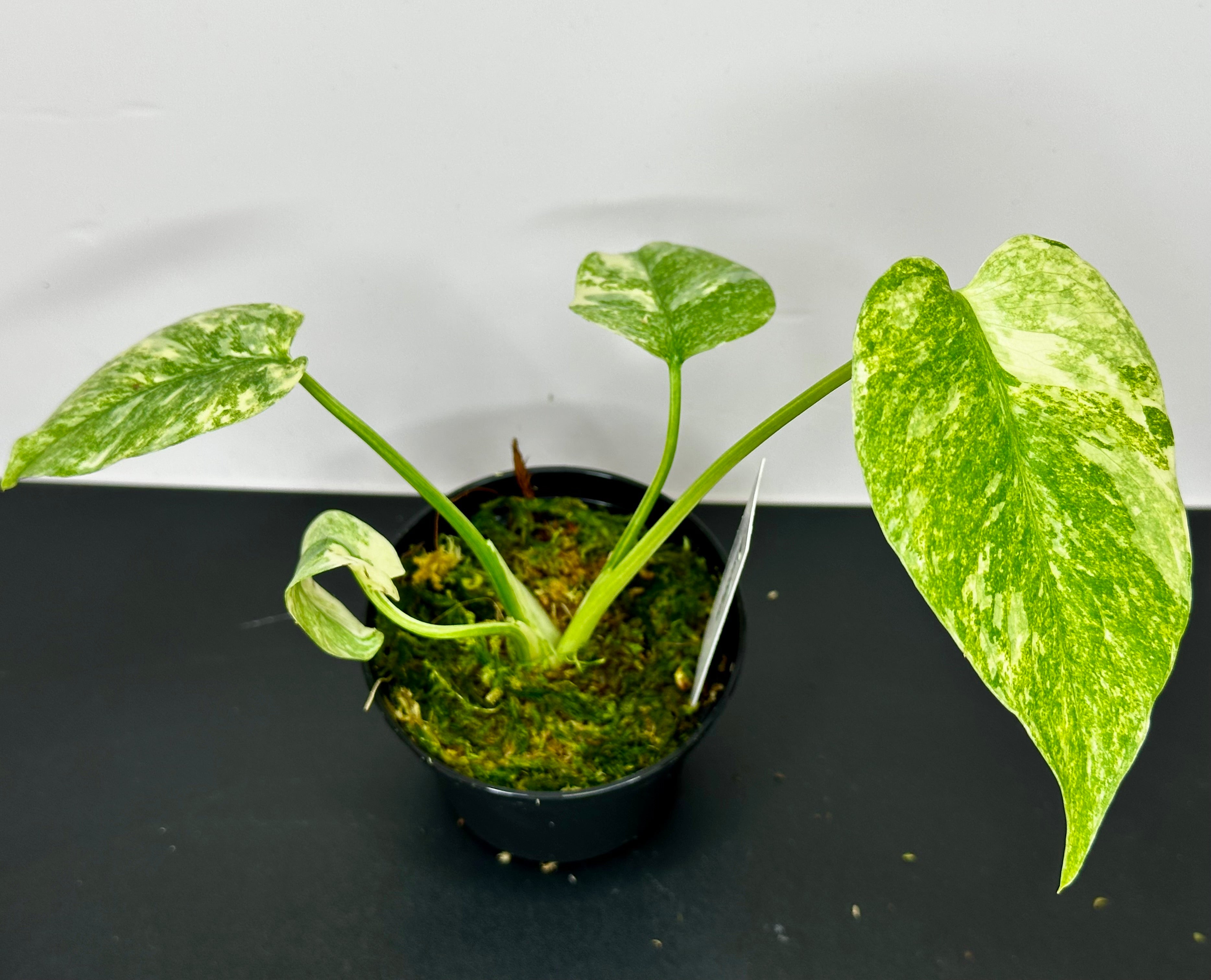 Monstera Legacy – Cozy Corner Plants