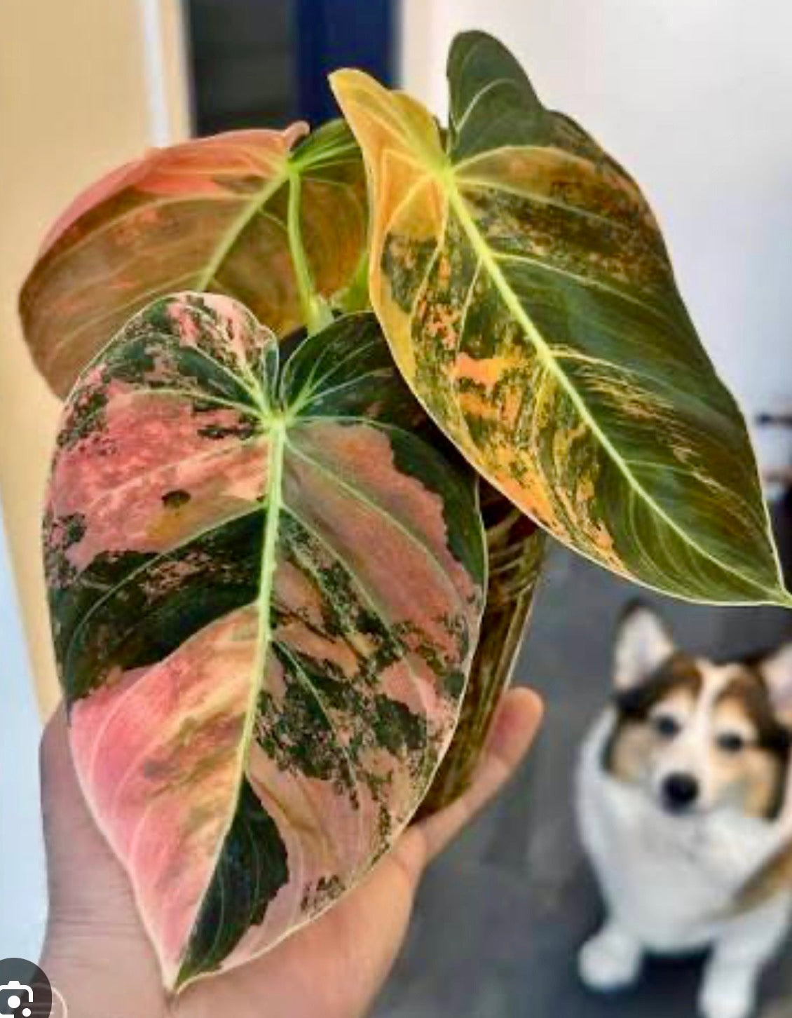 Philodendron Melanochrysum Orange Variegated Tissue Culture