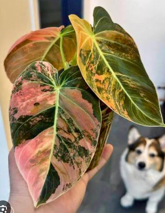 Philodendron Melanochrysum Orange