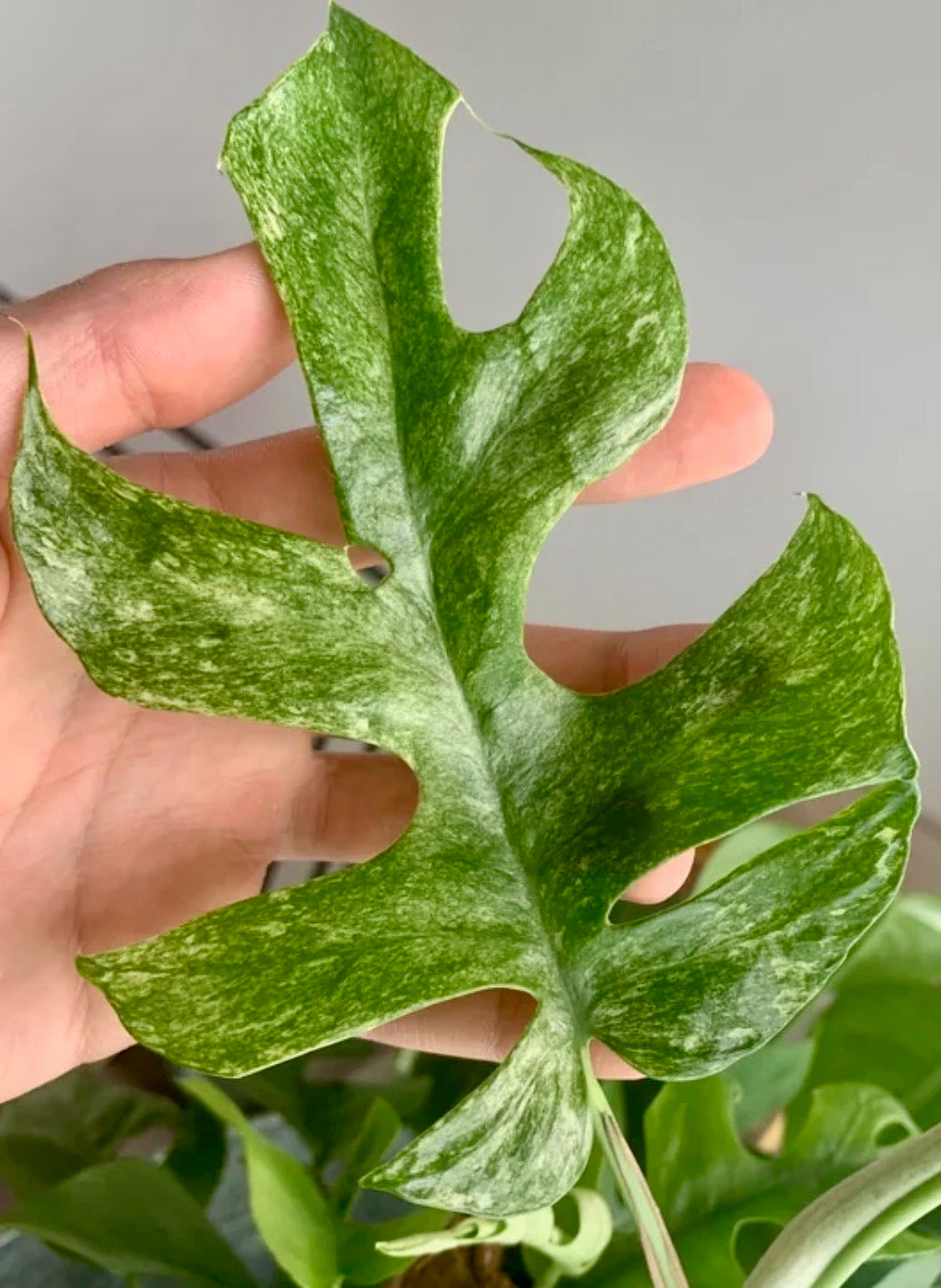 Rhaphidophora Tetrasperma White Monster Mint Tissue Culture