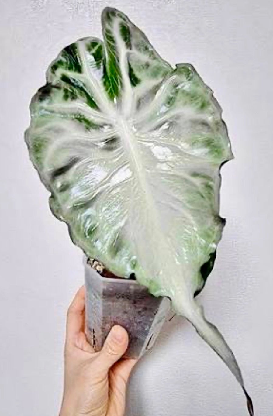Alocasia Venom XL (Tissue Culture)