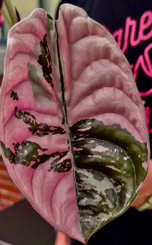 Alocasia Cuprea Super Pink Tissue Culture