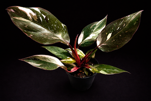 Philodendron Red Anderson