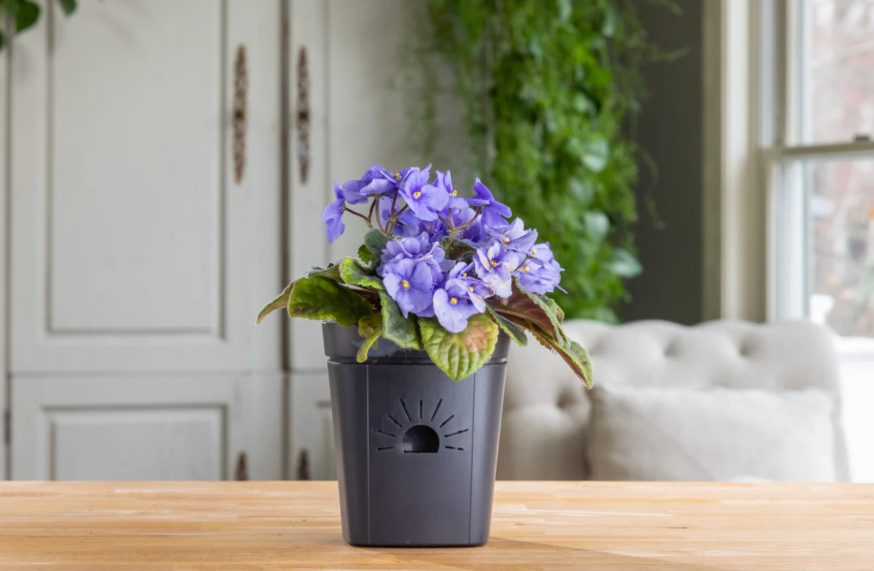 Naked Root - Clearly Earth Planter - Midnight Fog - 5"