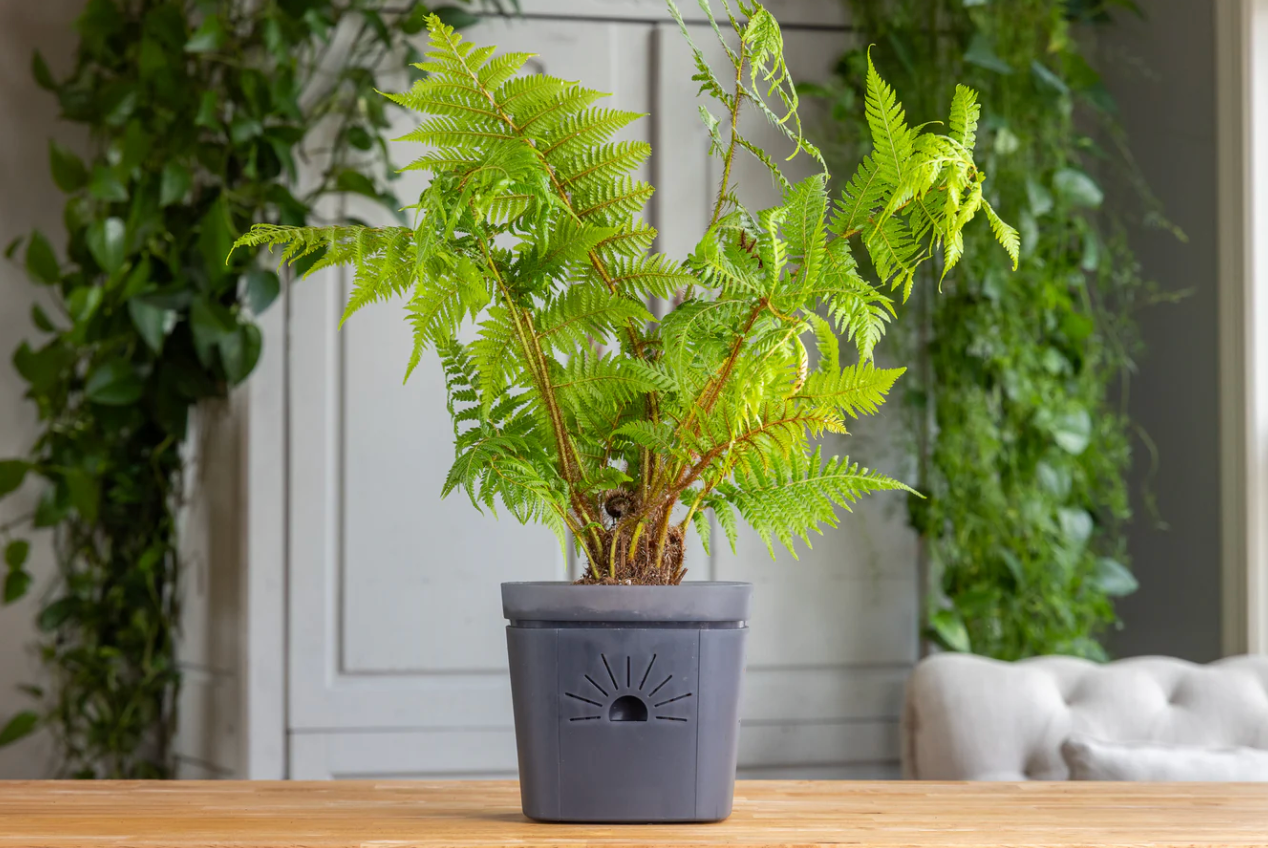 Naked Root - Clearly Earth Planter - Midnight Fog - 8"