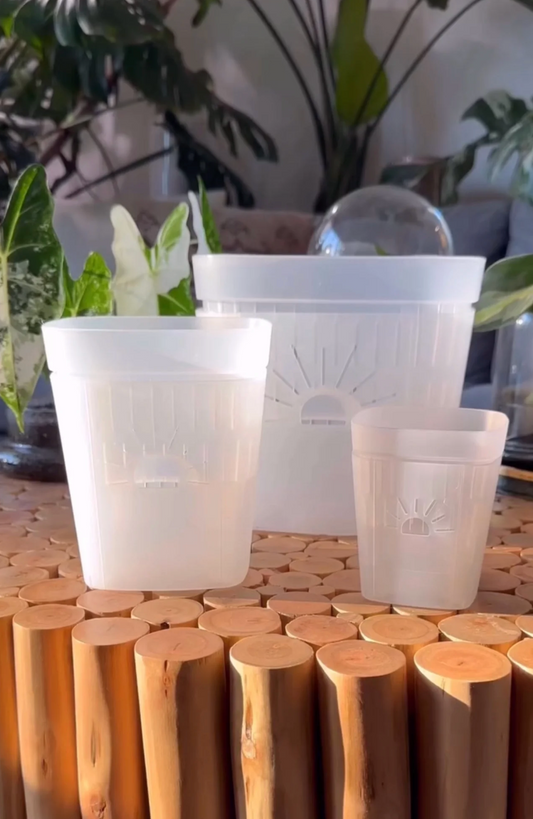 Naked Root - Clearly Earth Planter  - 5"