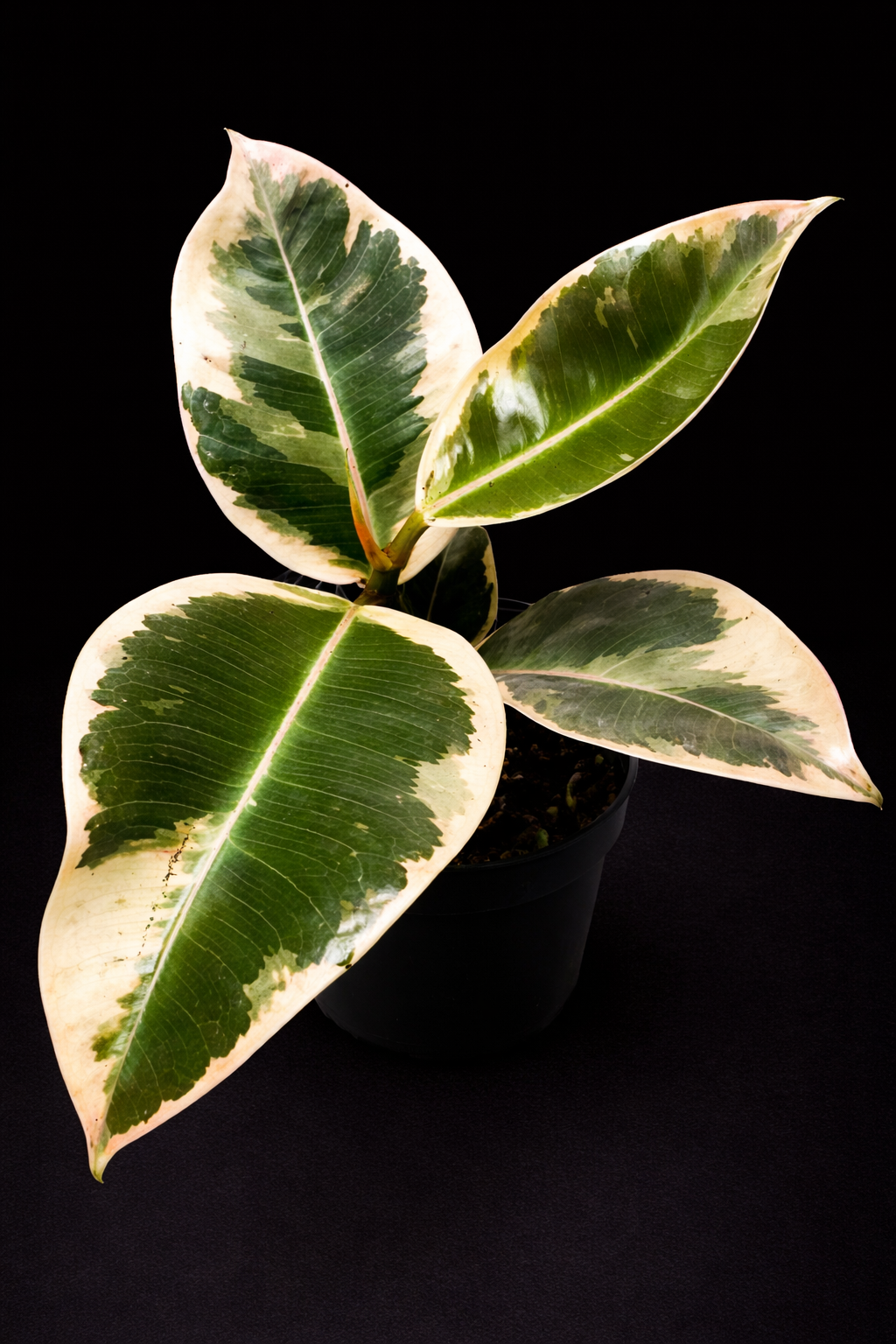 Ficus Tineke