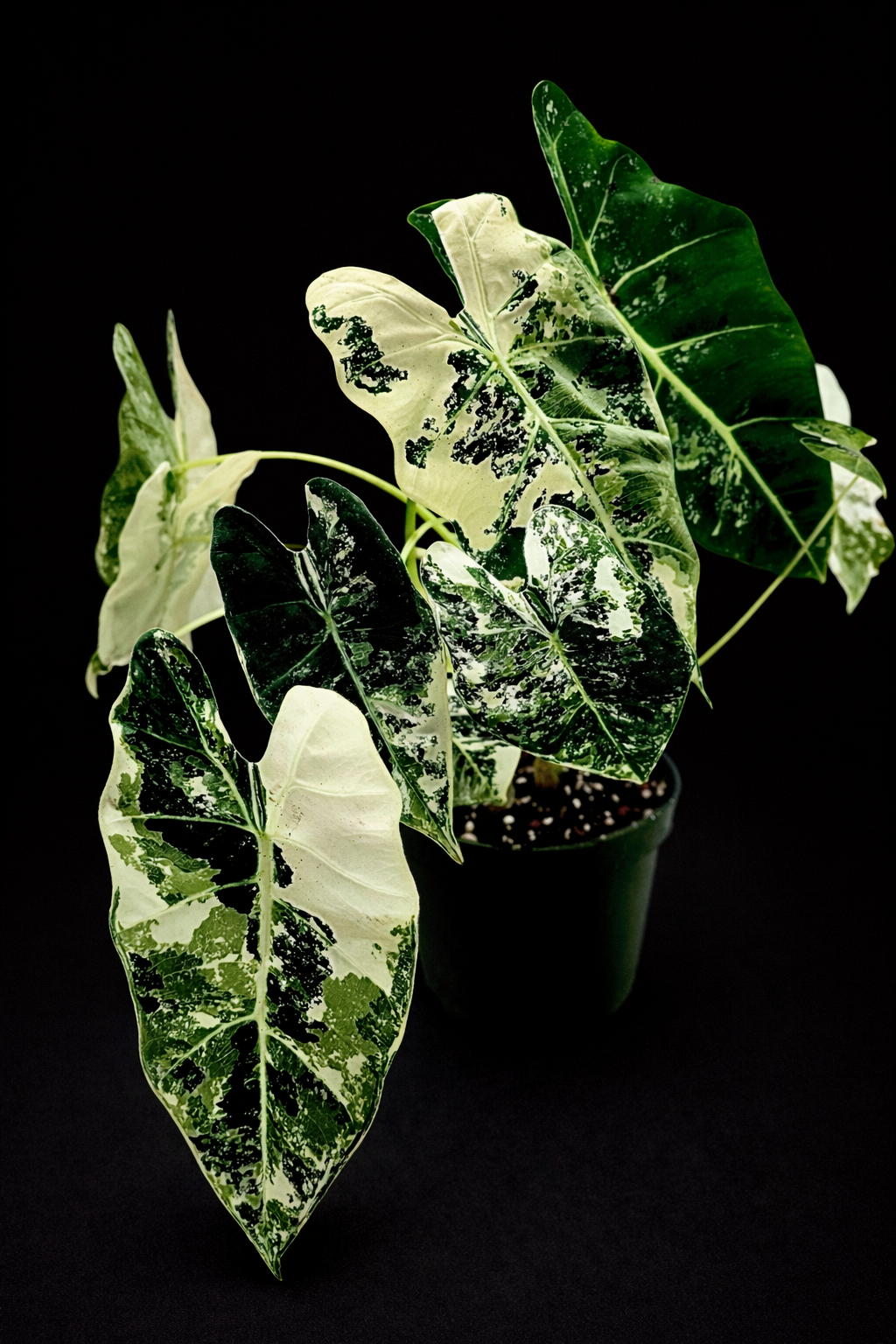 Alocasia Frydek Variegated