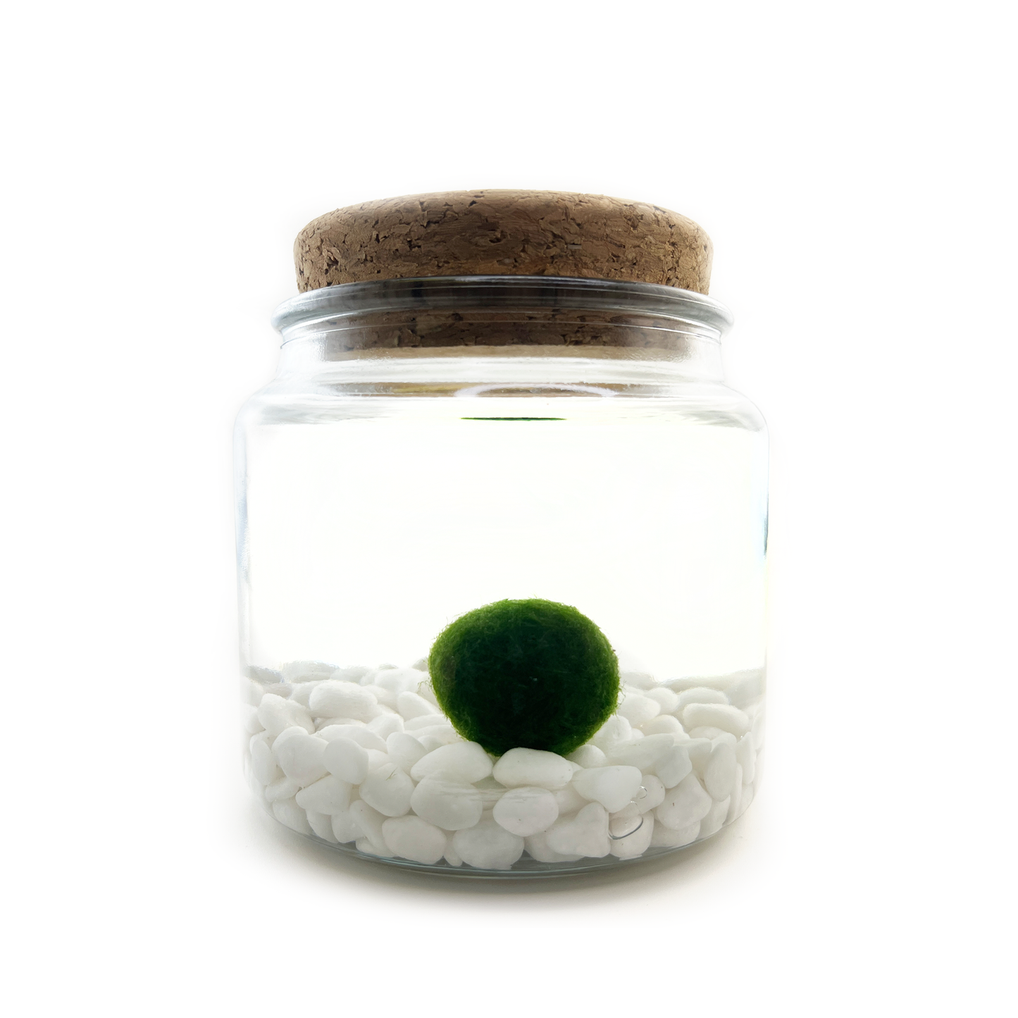 Classic Large Marimo Moss Ball Terrarium
