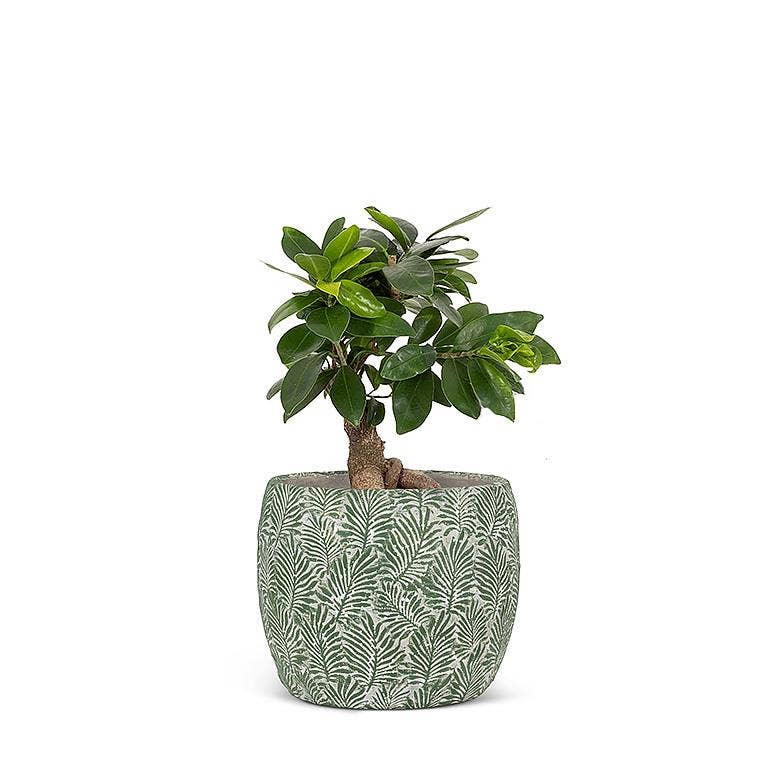Green Leaf Planter: Small (5"D)