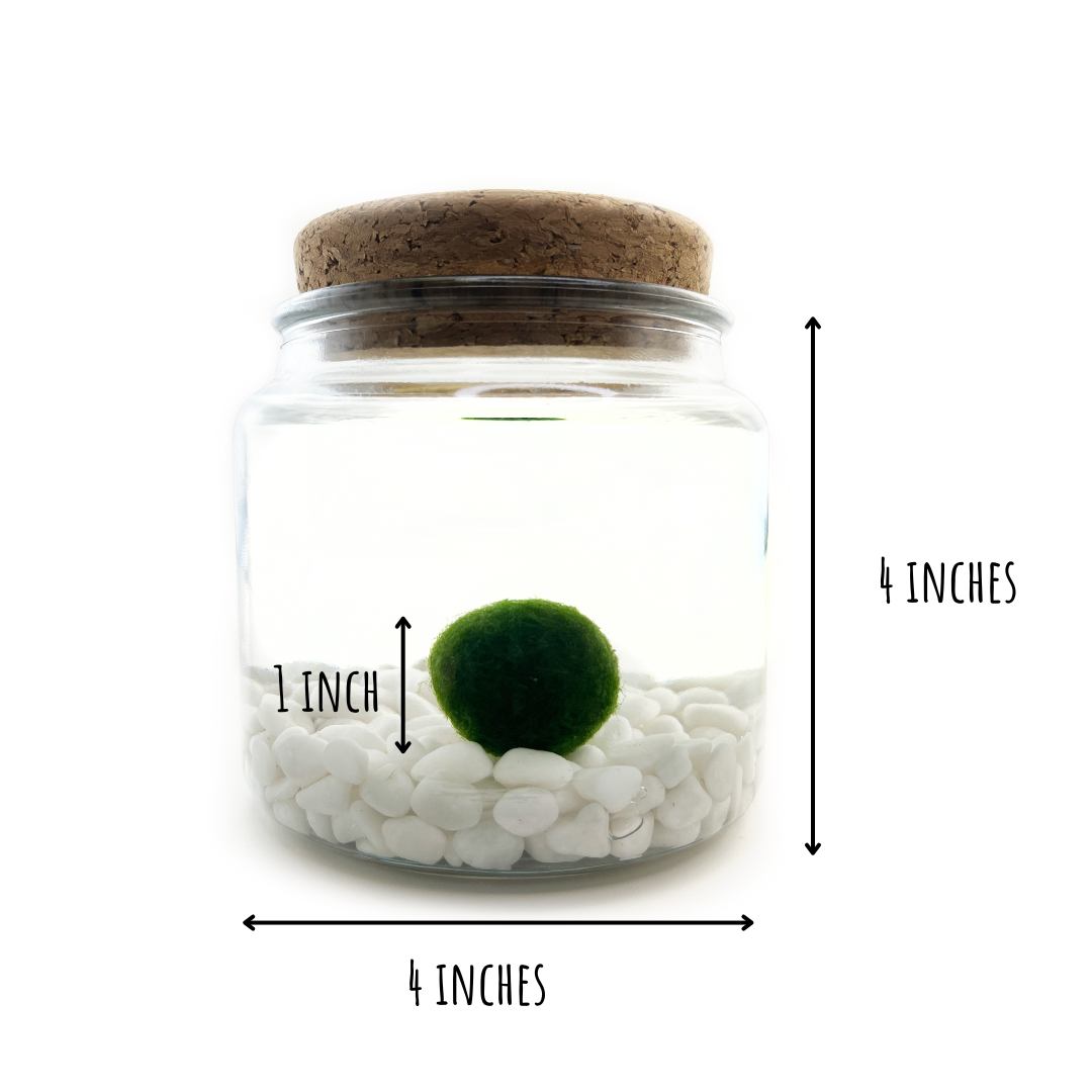 Classic Large Marimo Moss Ball Terrarium